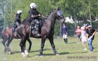 konie-policyjne_serock