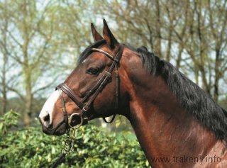 Duke of Hearts xx