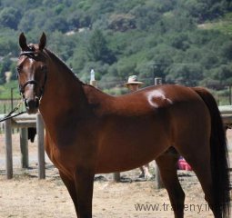 czantiago-oo-2007-granizar-pascion-s-po-experanto czantiago-oo-2007-granizar-pascion-s-po-experanto